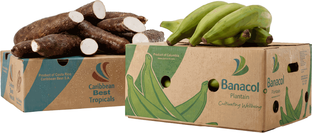 Fresh container programs — boxed waxed yuca and export-grade green plantains