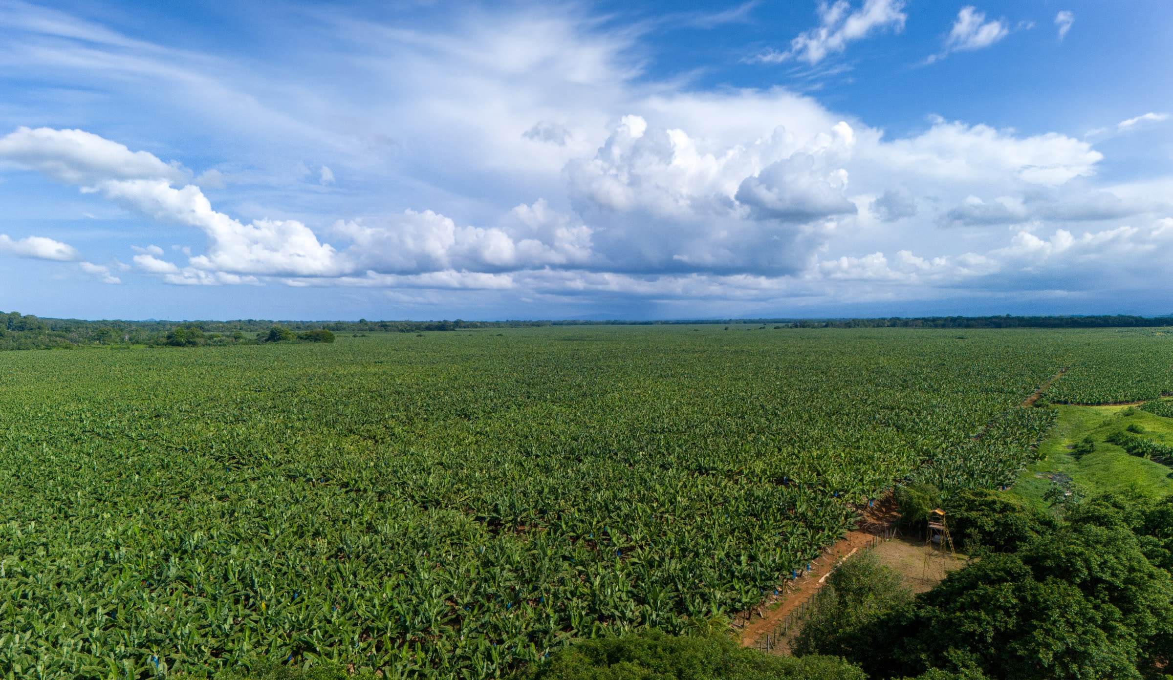 Aerial view of a vast plantation at origin in Latin America under an open sky