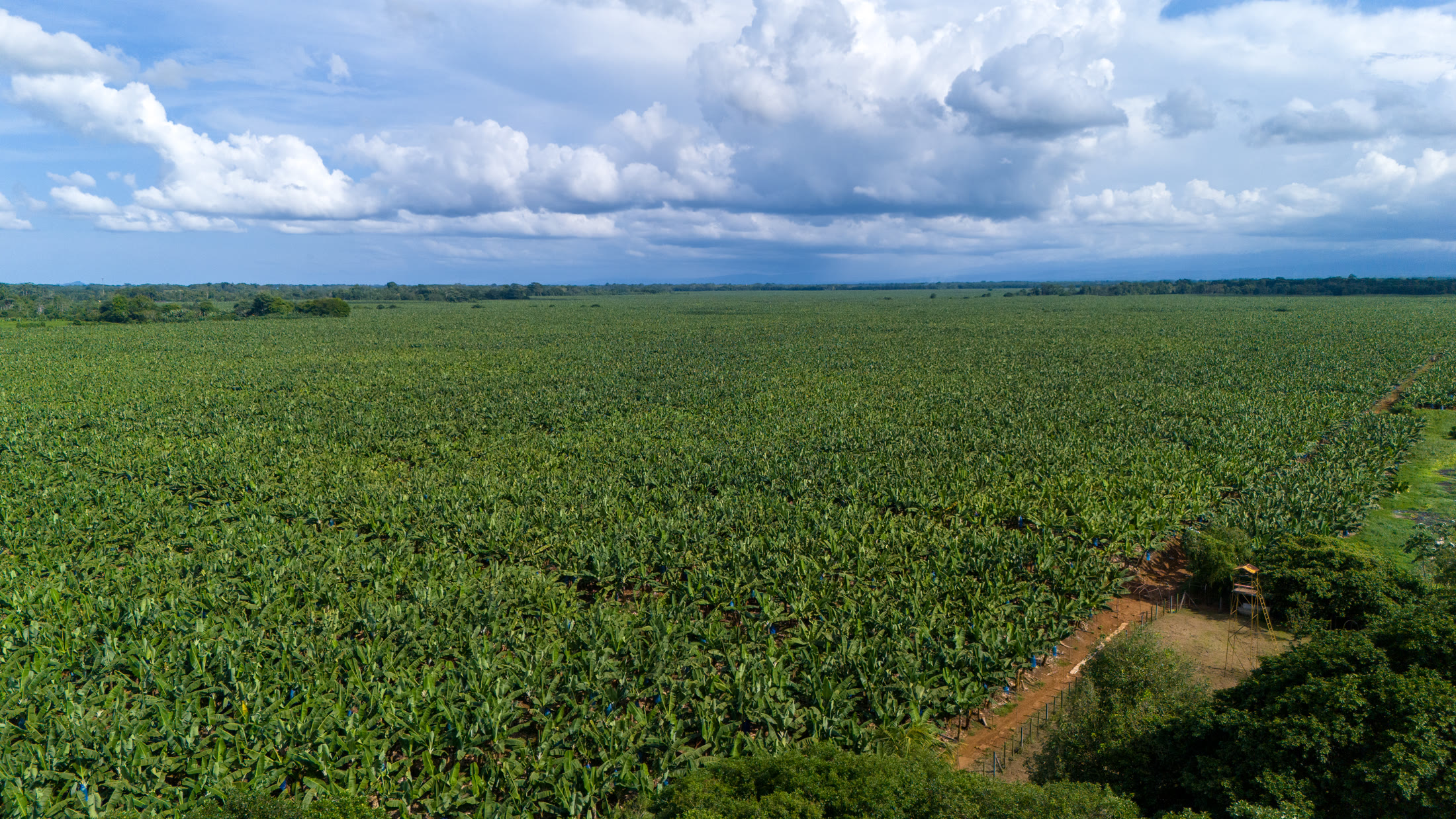 Aerial view of a partner plantation in Latin America stretching to the horizon