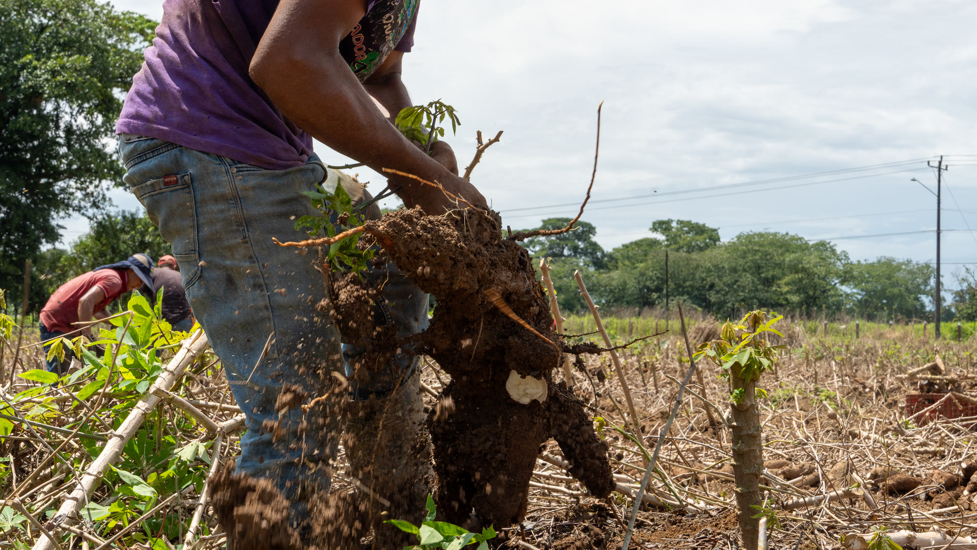 Farm worker pulling a freshly harvested yuca root from the soil at origin