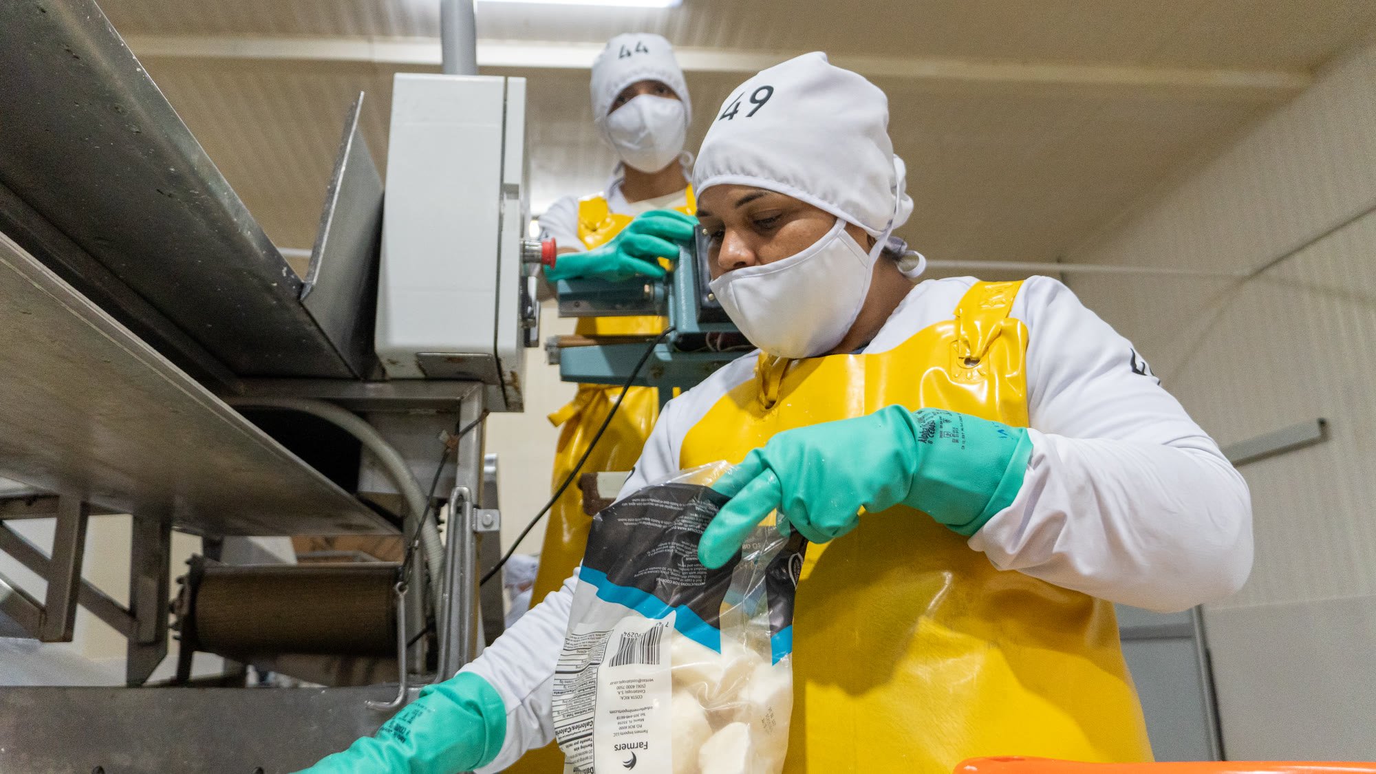 Operators in hairnets, masks and gloves packing product on the processing line at origin